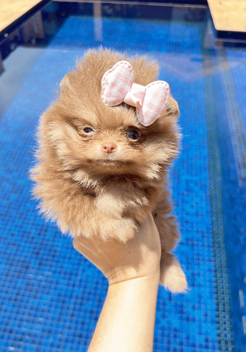 Lulu da Pomerânia 2