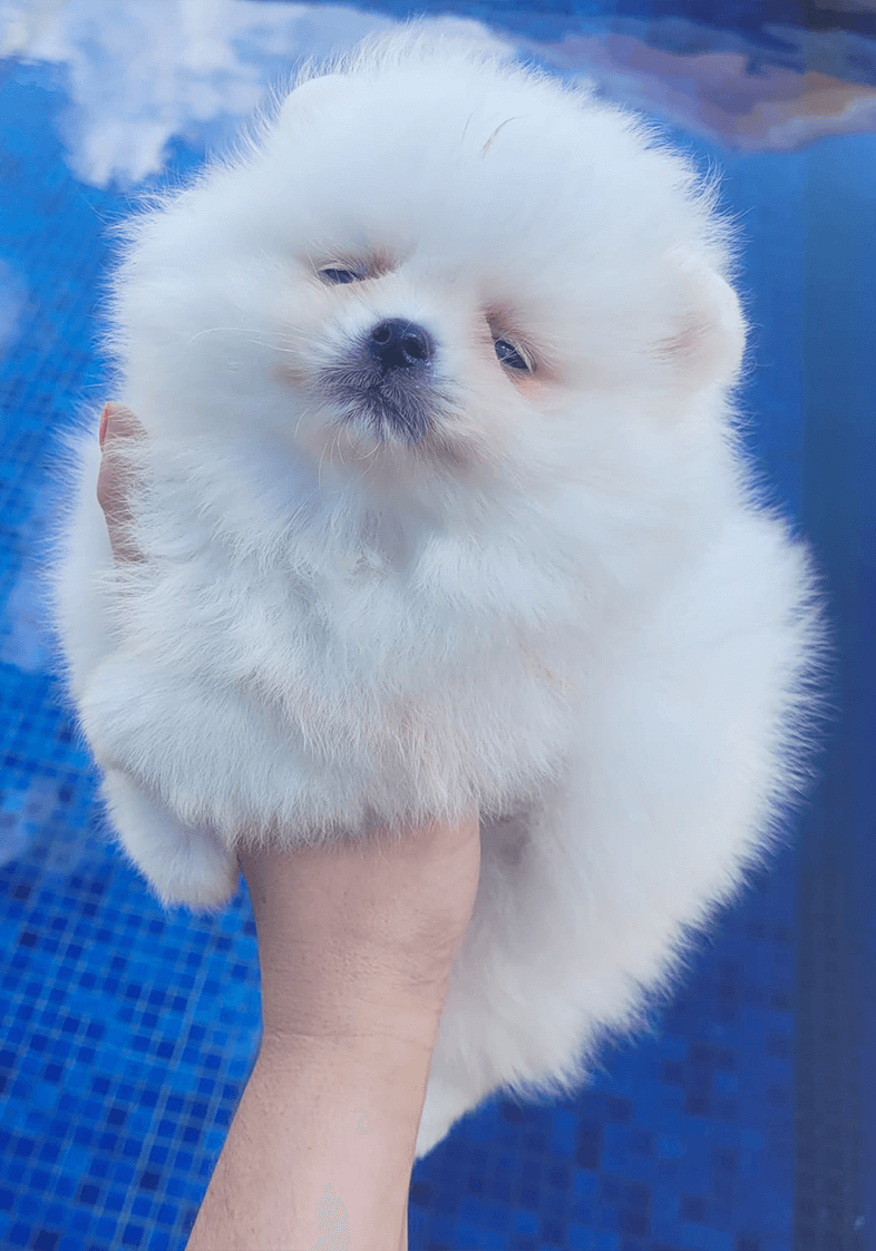 Lulu da Pomerânia 4